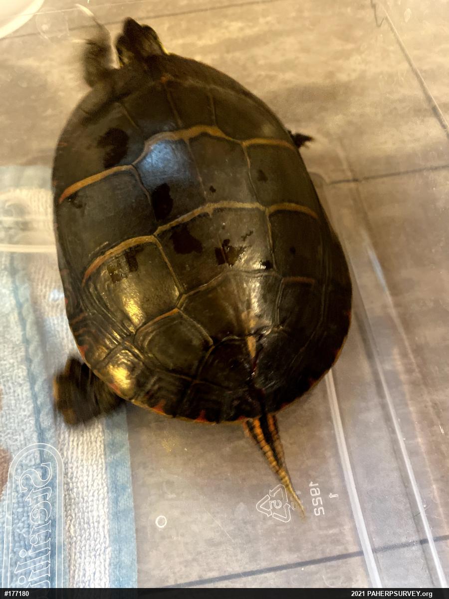 Eastern Painted Turtle