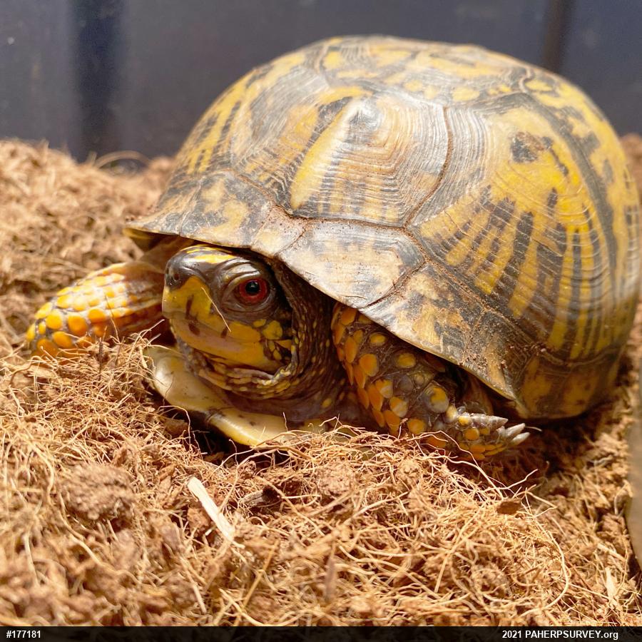Eastern Box Turtle