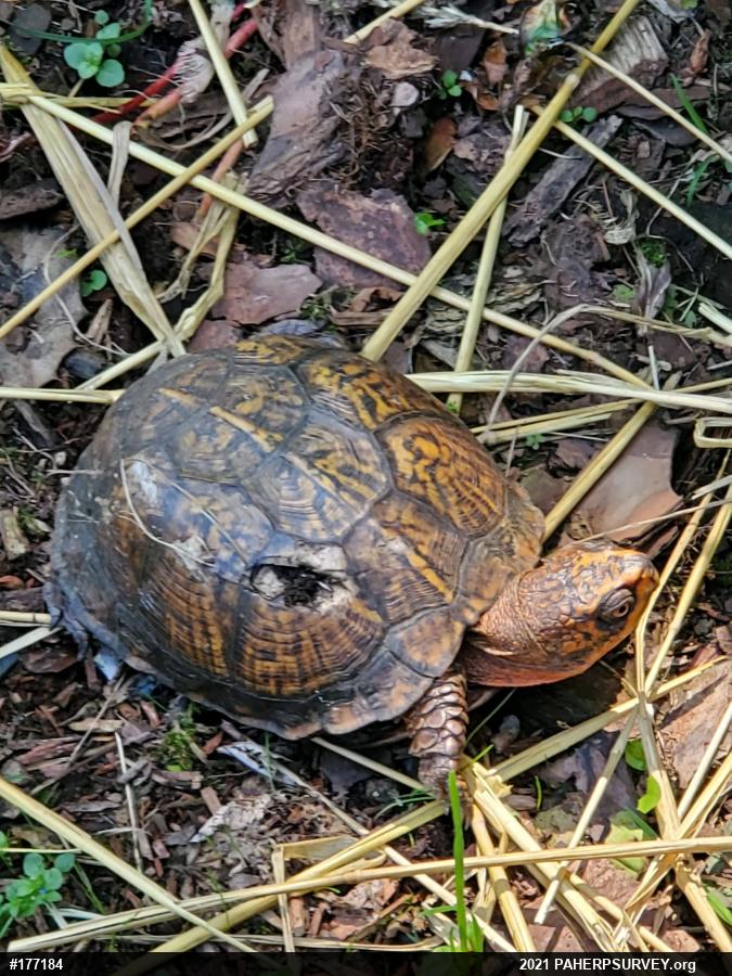 Eastern Box Turtle