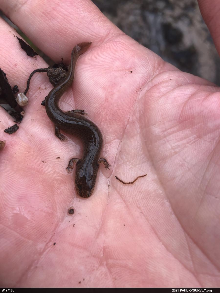 Northern Red Salamander