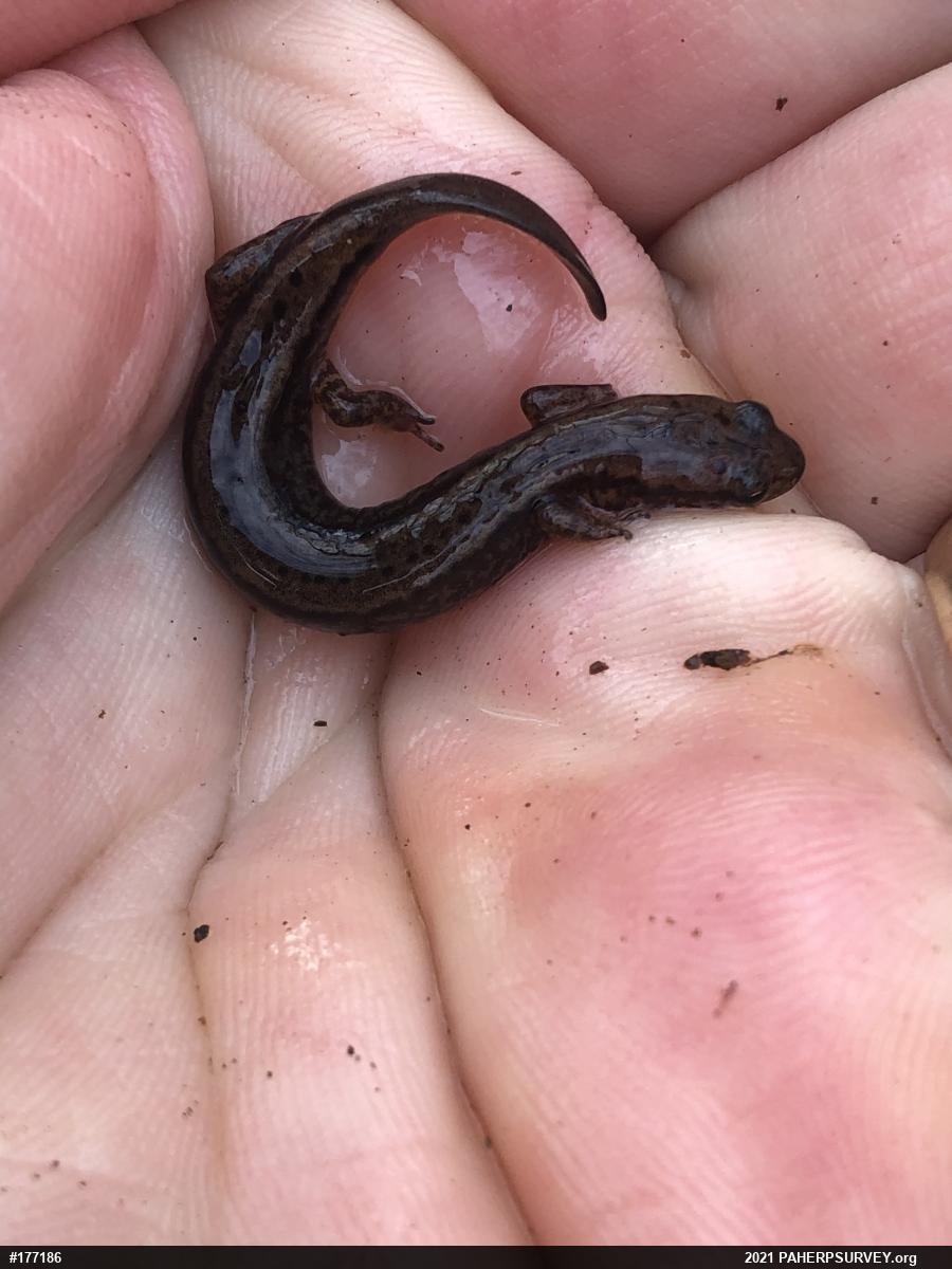 Northern Two-lined Salamander