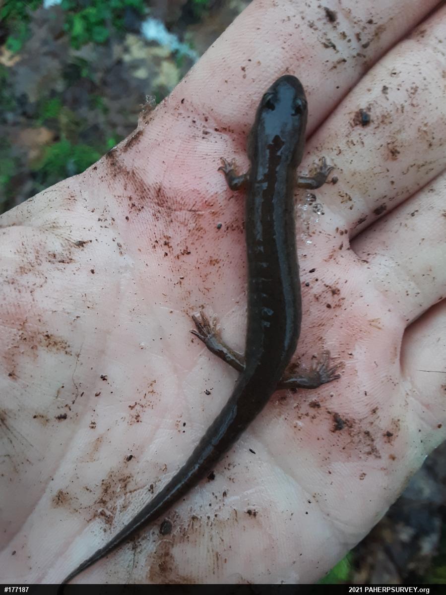 Northern Dusky Salamander