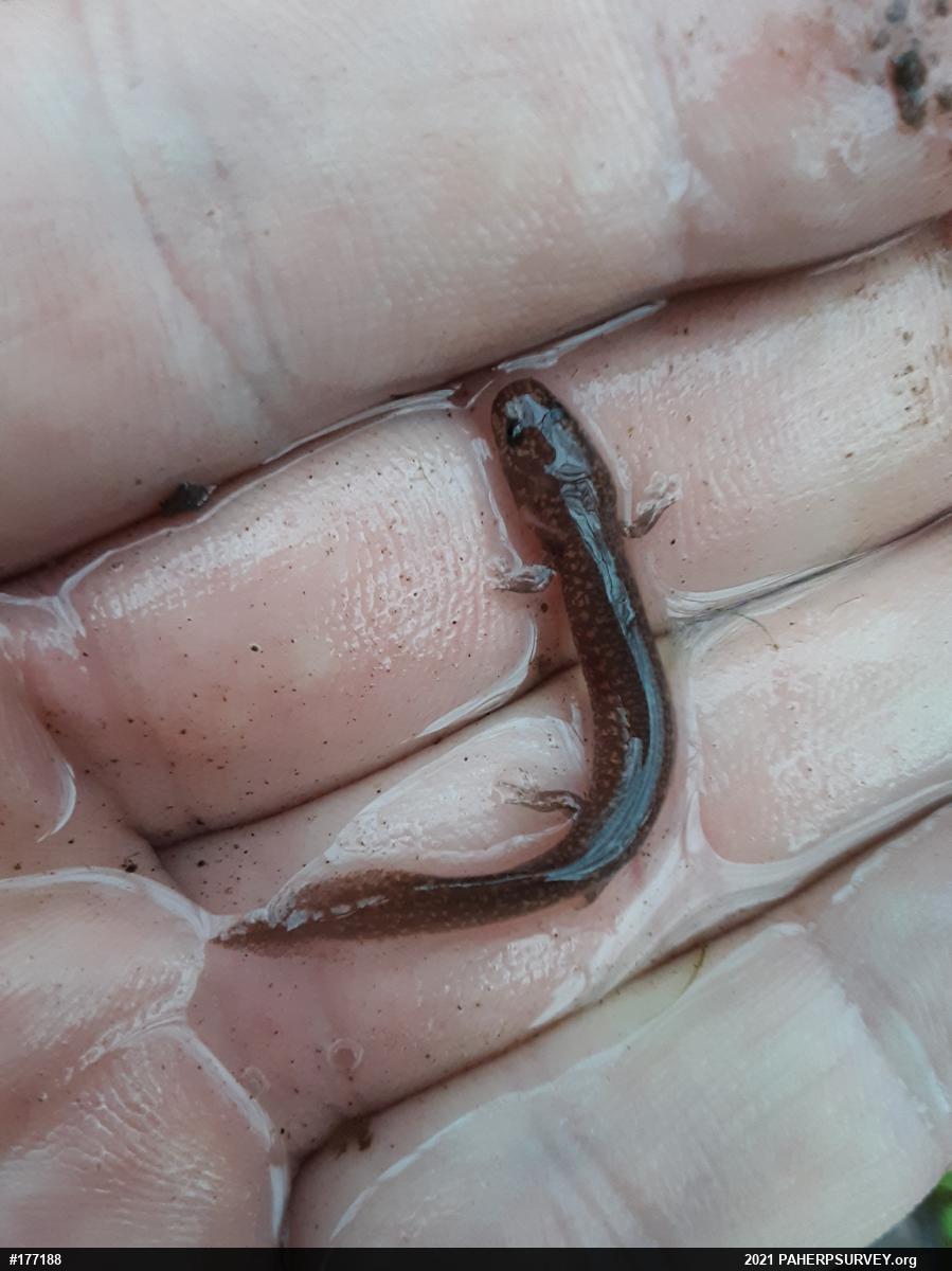 Northern Spring Salamander