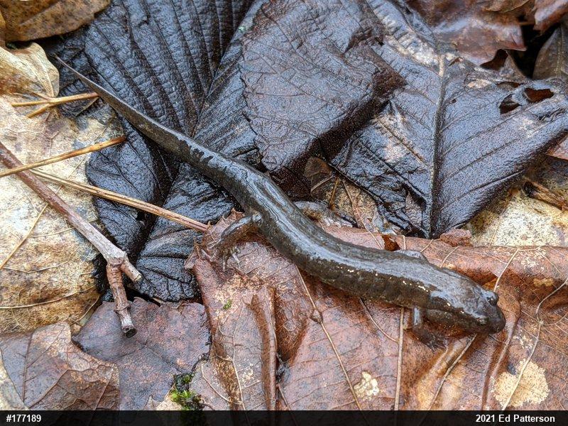 Northern Dusky Salamander