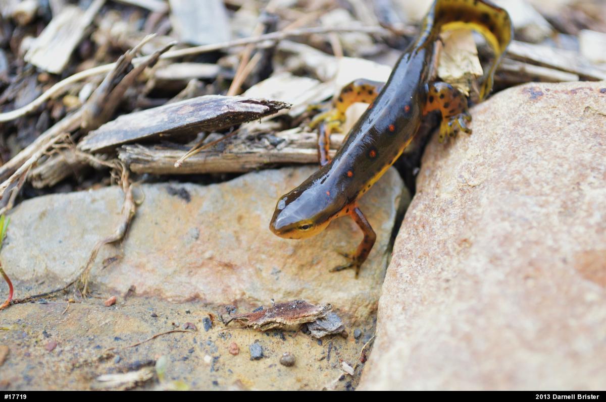 Red-spotted Newt