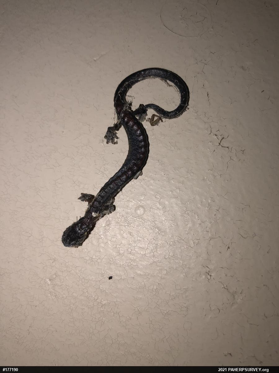 Eastern Red-backed  Salamander