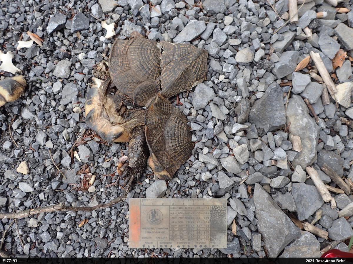 Wood Turtle