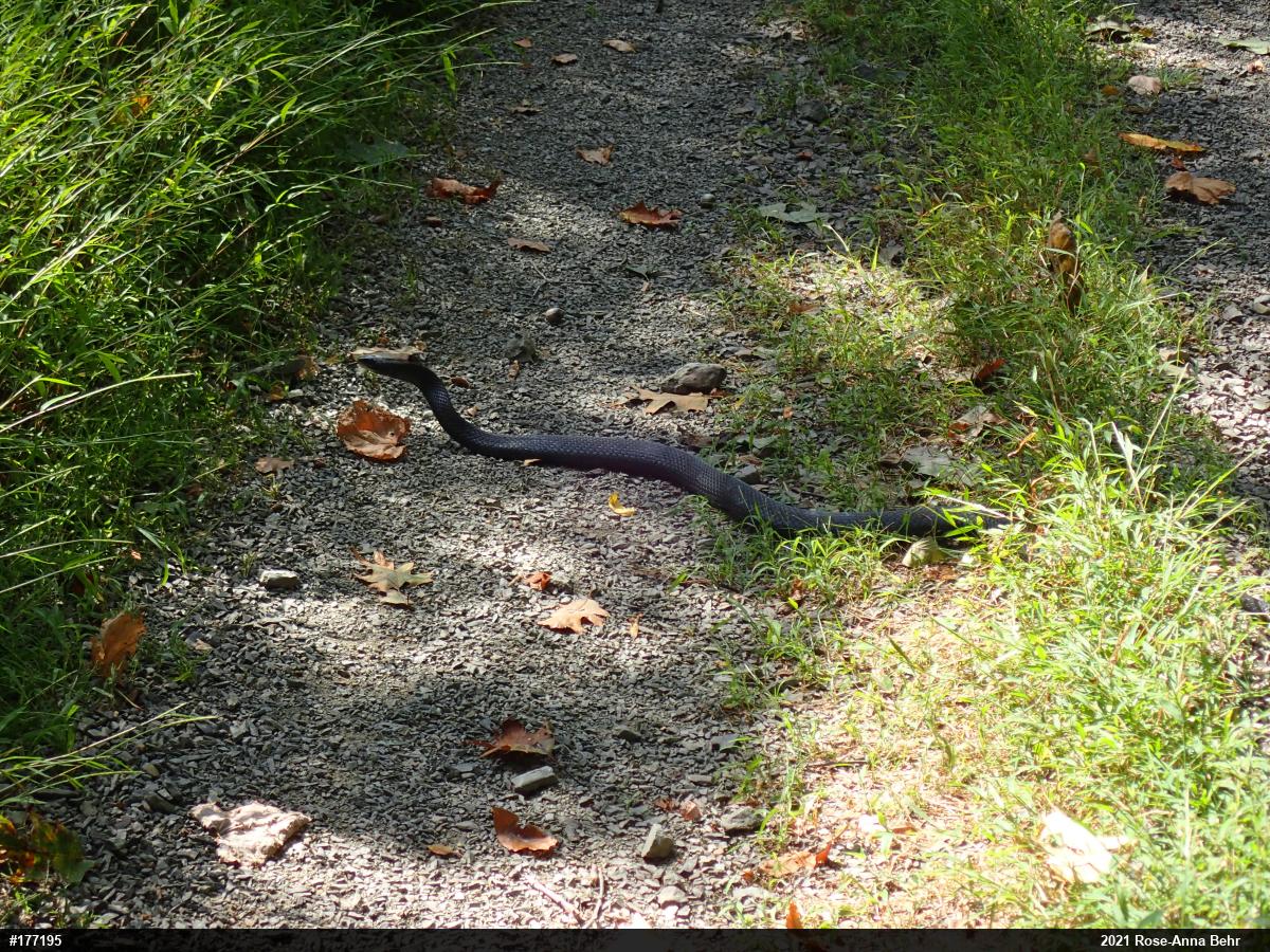 Eastern Ratsnake