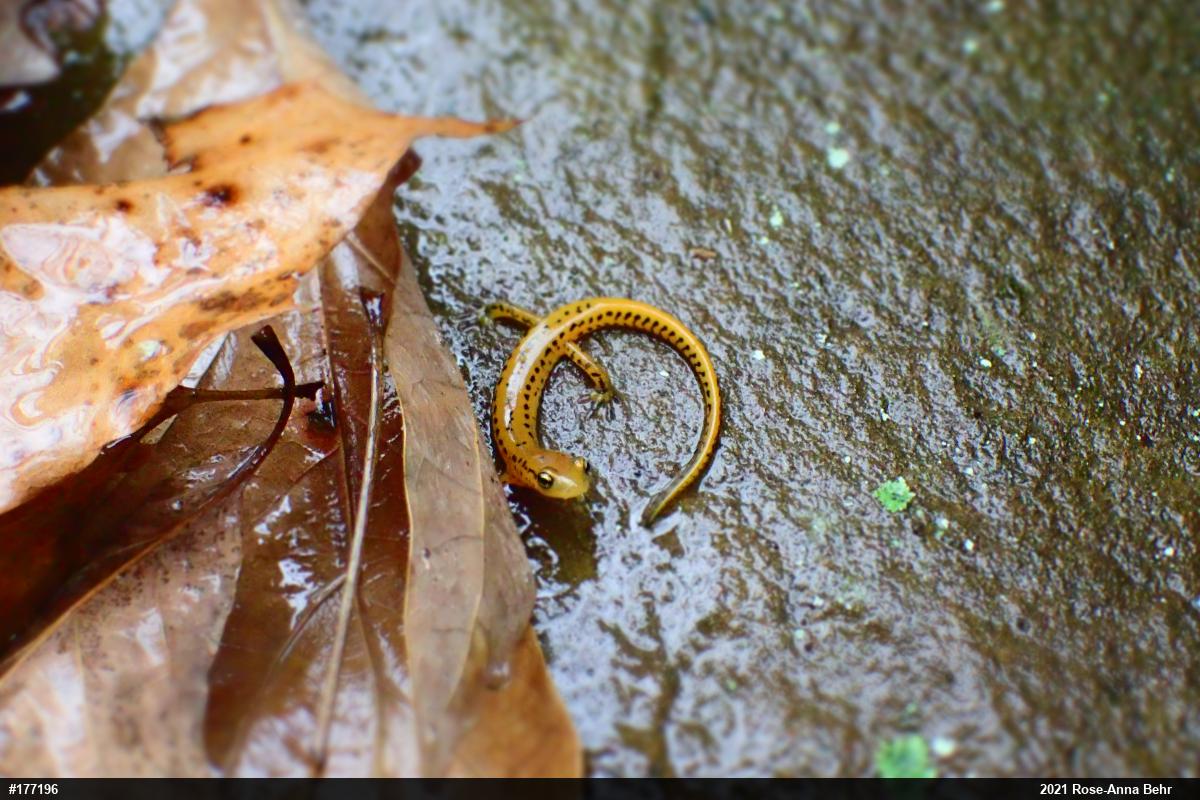 Eastern Long-tailed Salamander