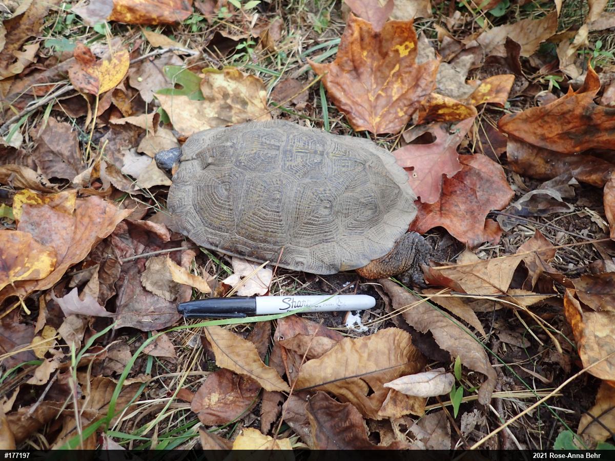 Wood Turtle
