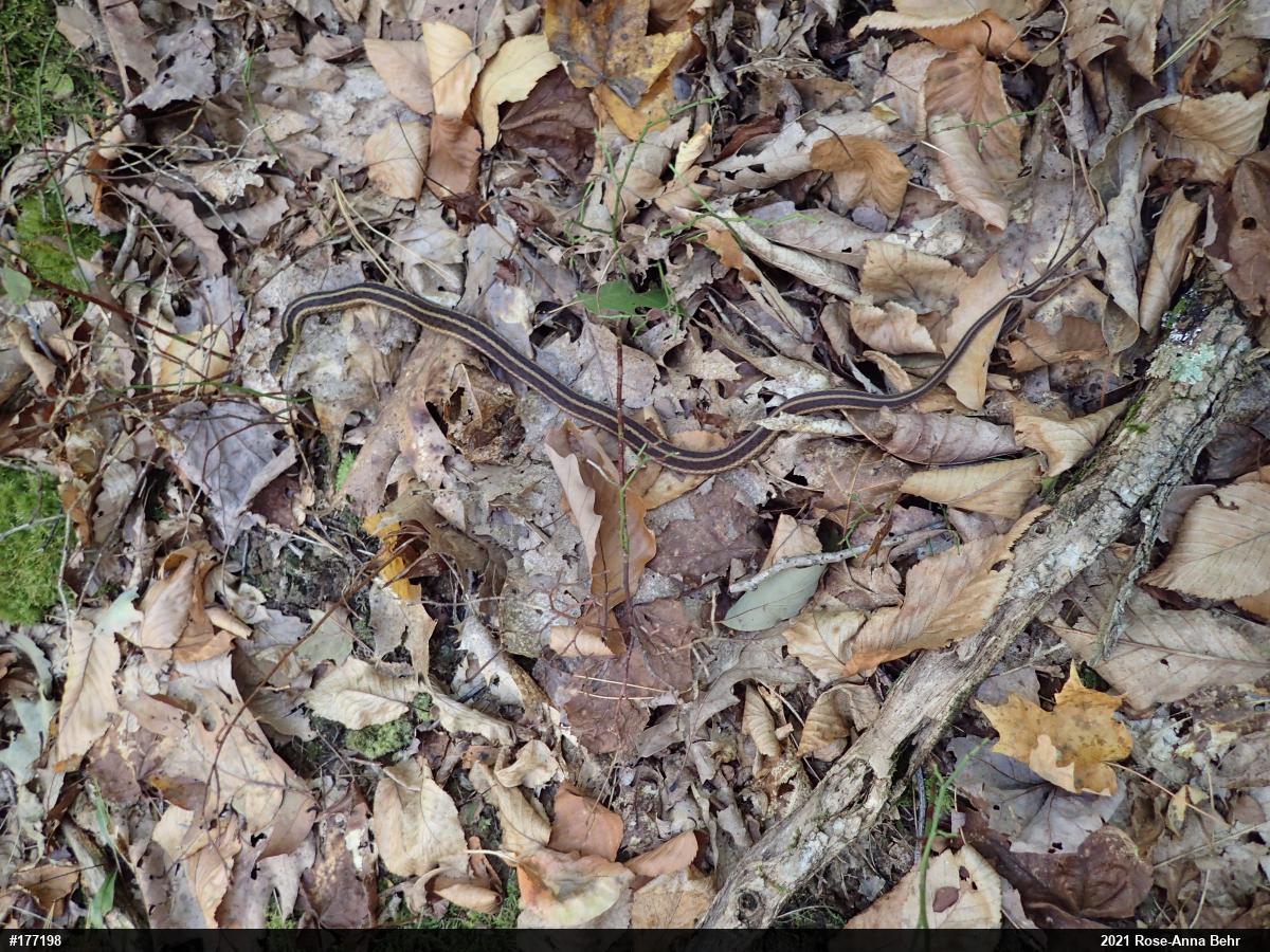 Eastern Gartersnake