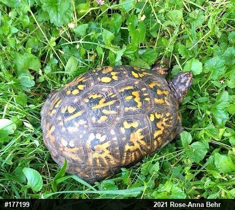 Eastern Box Turtle
