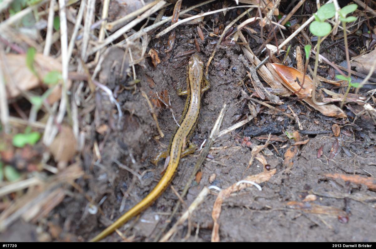 Northern Two-lined Salamander