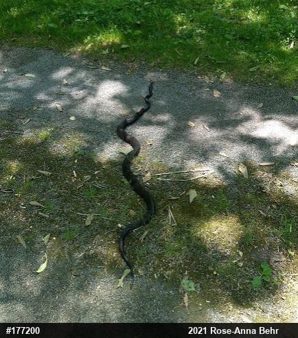 Eastern Ratsnake