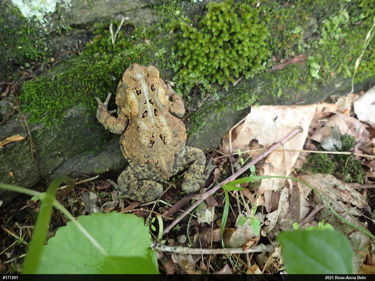 Eastern American Toad