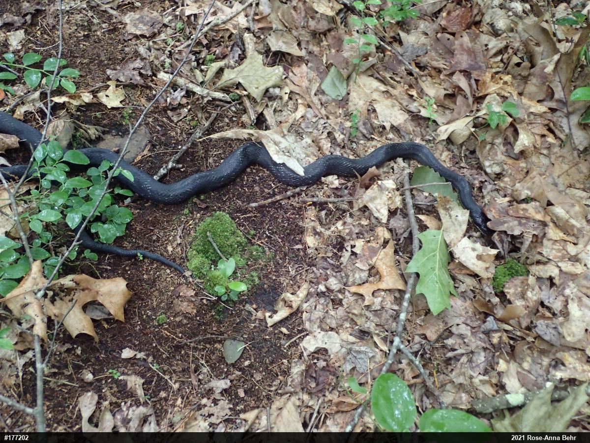 Eastern Ratsnake