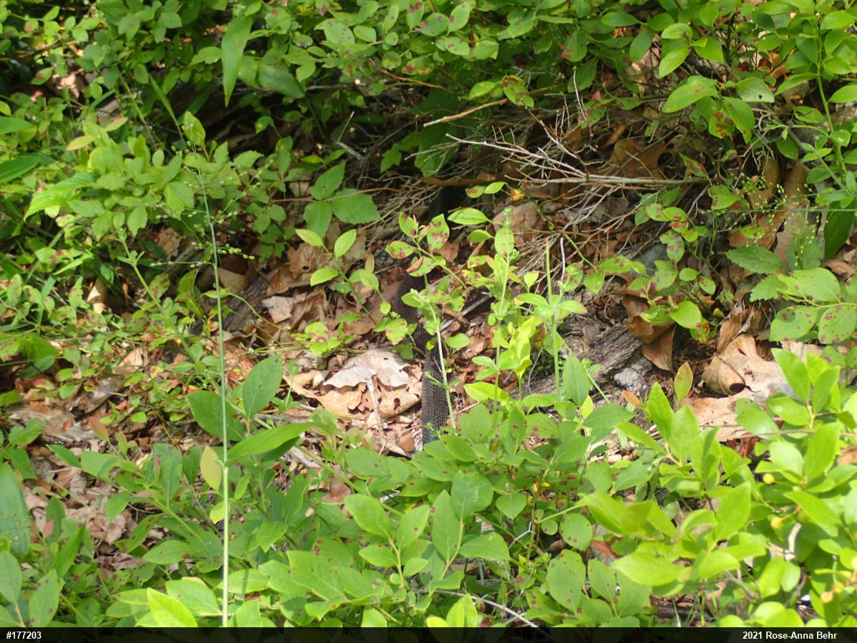 Eastern Ratsnake
