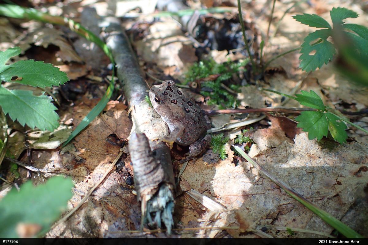 Eastern American Toad