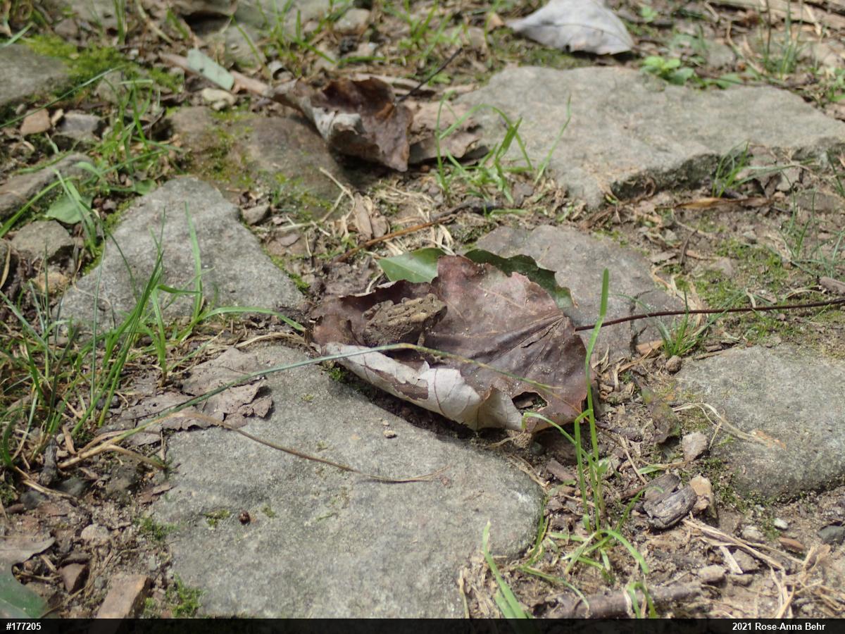 Eastern American Toad