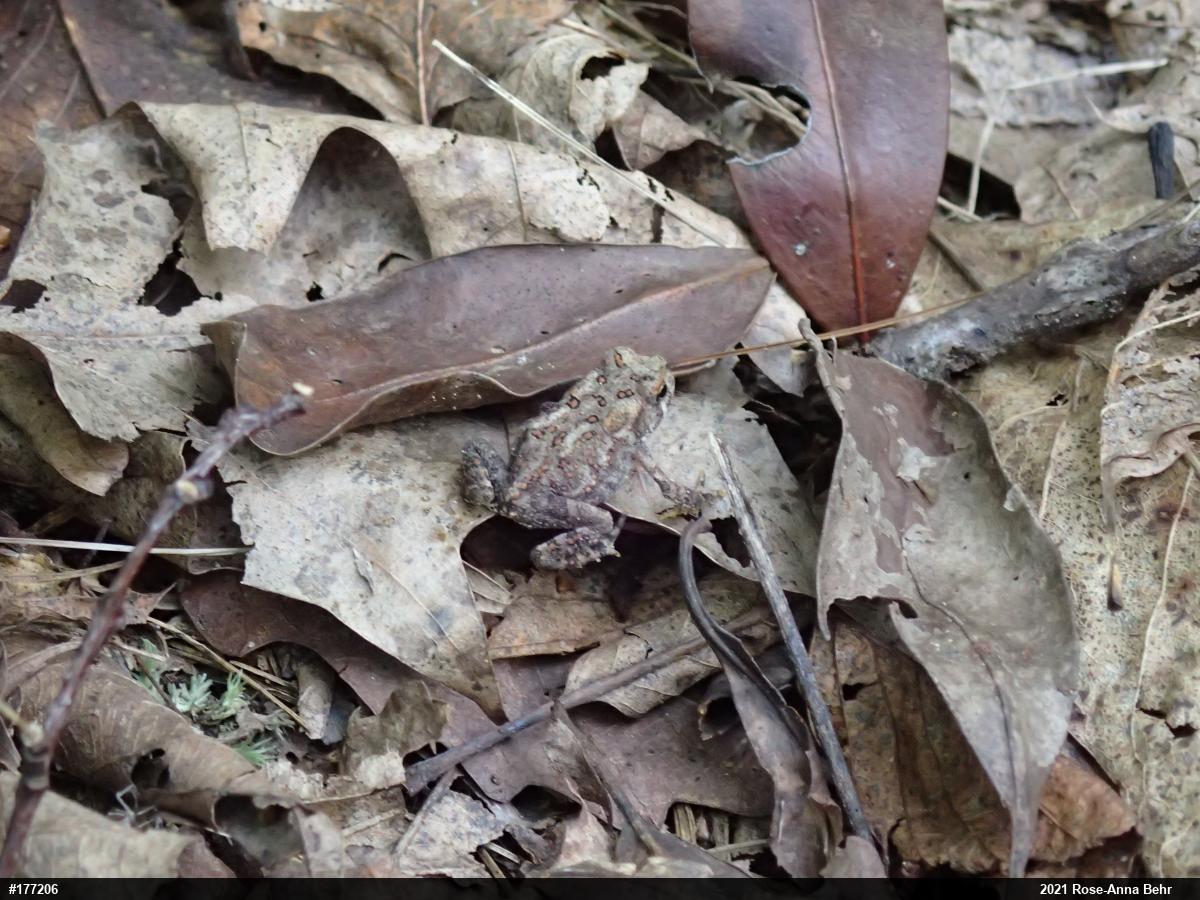 Eastern American Toad