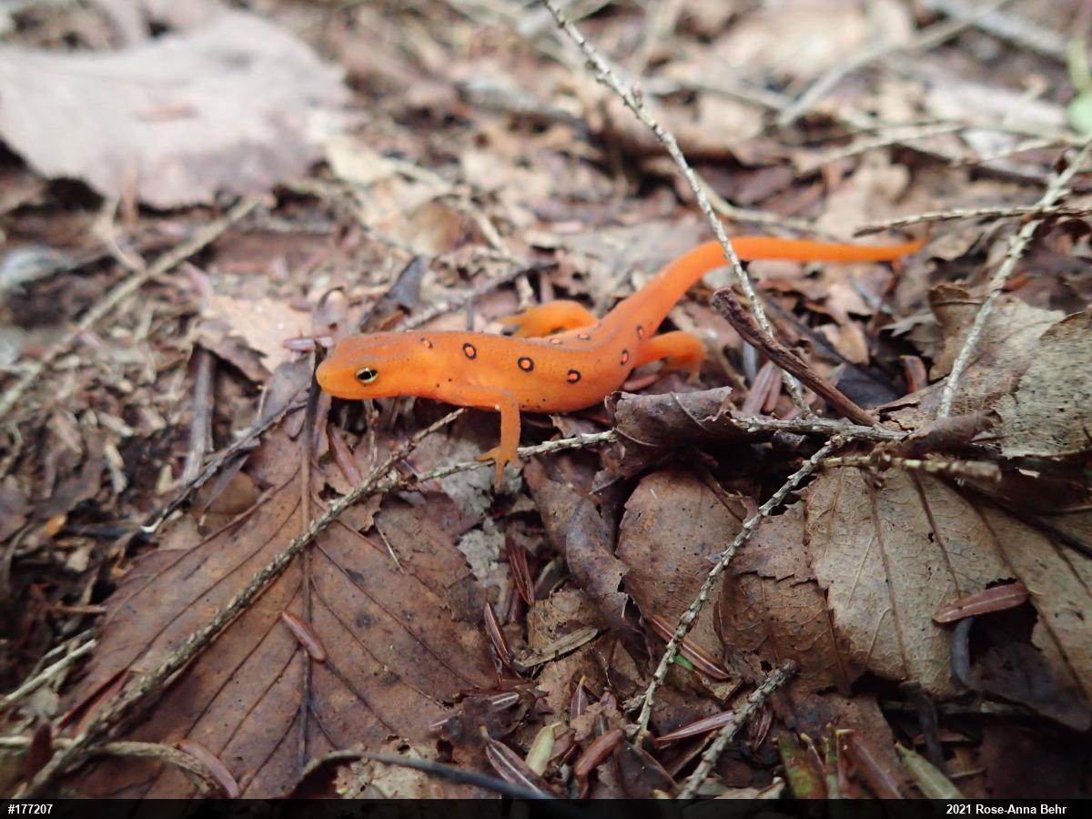 Red-spotted Newt