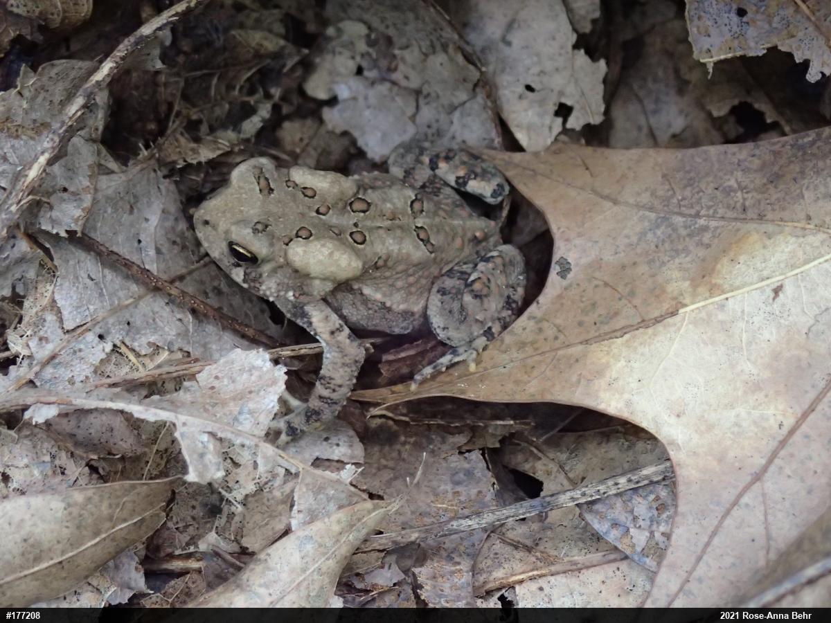 Eastern American Toad