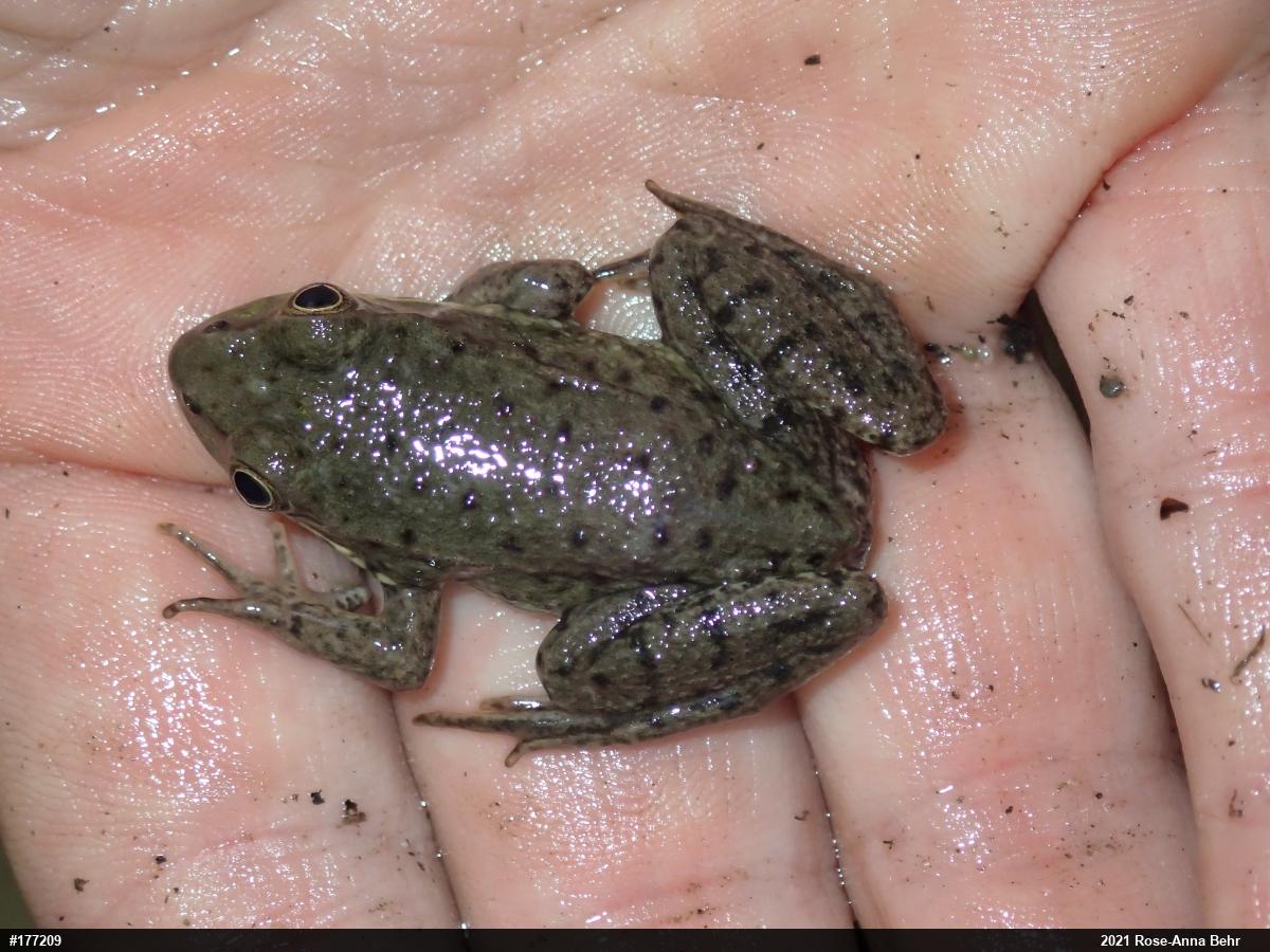 Green Frog