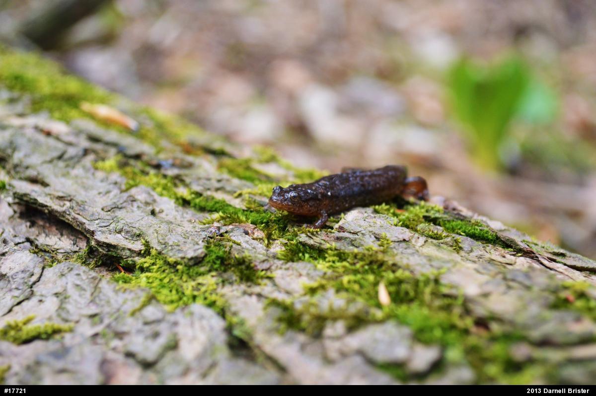 Northern Dusky Salamander