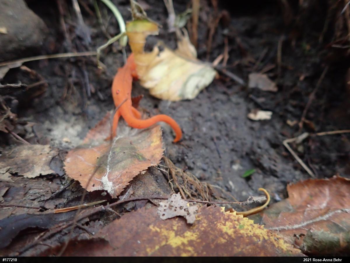 Red-spotted Newt