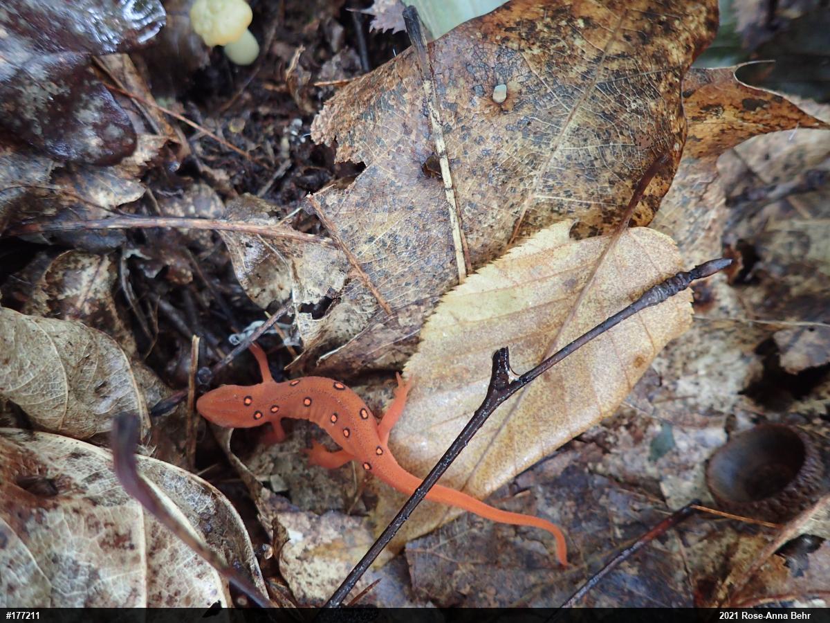 Red-spotted Newt