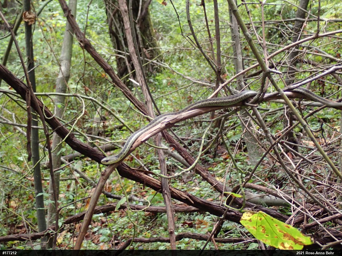 Eastern Gartersnake