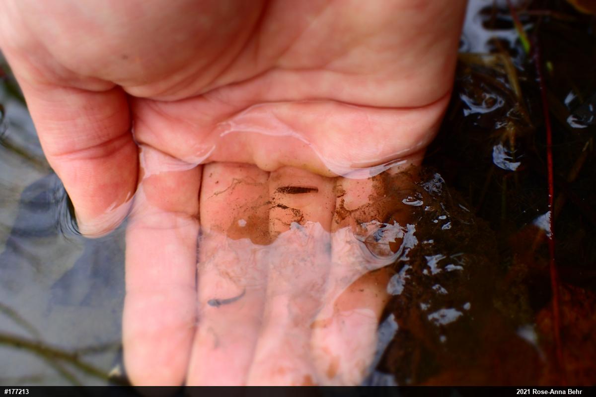 Wood Frog
