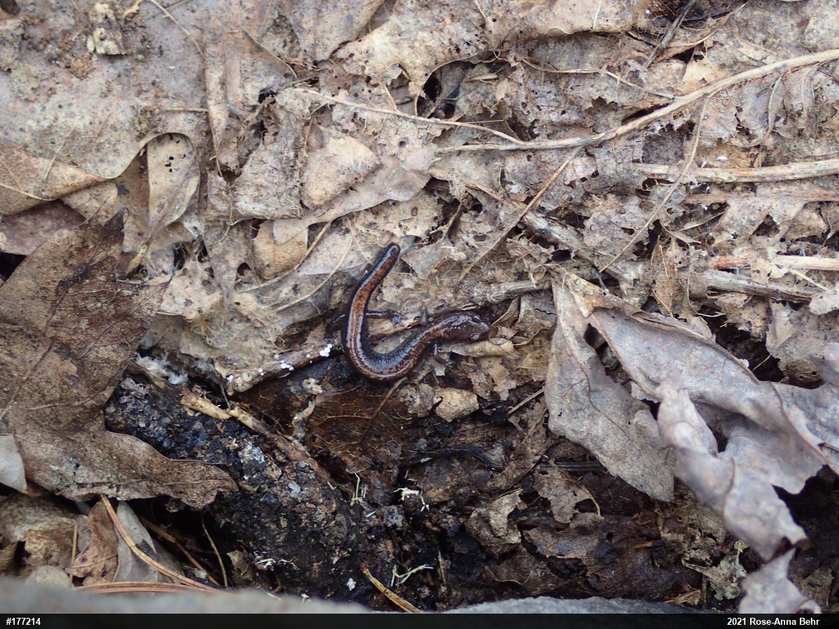 Eastern Red-backed  Salamander