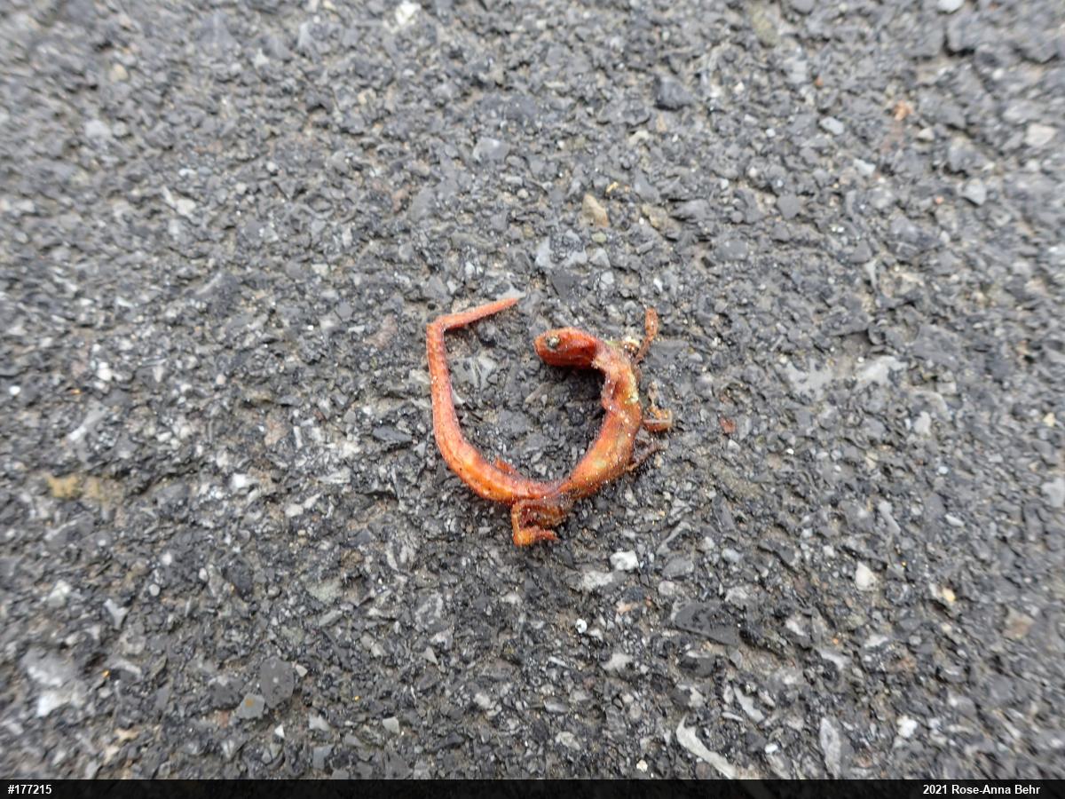 Red-spotted Newt