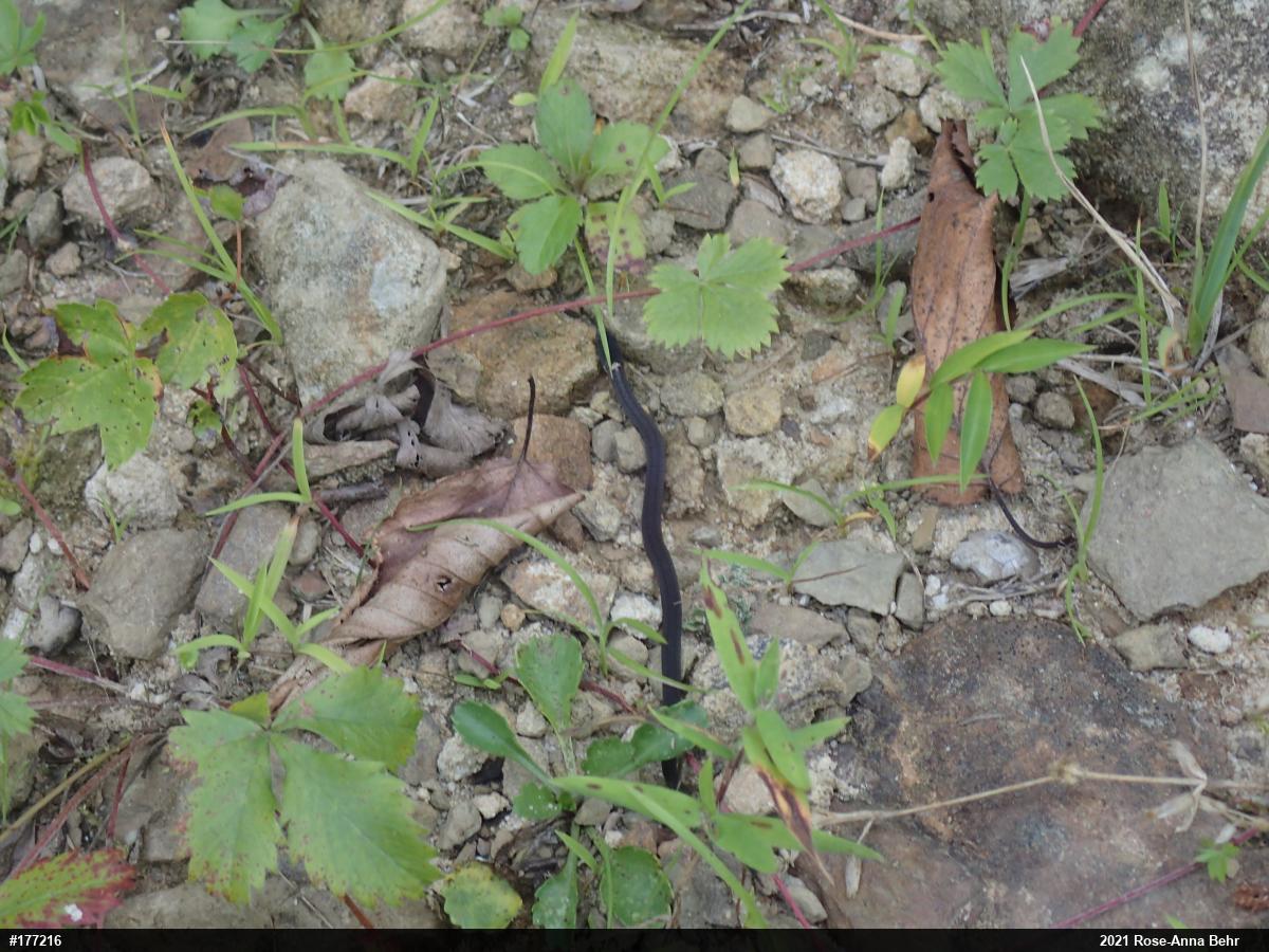 Red-bellied Snake