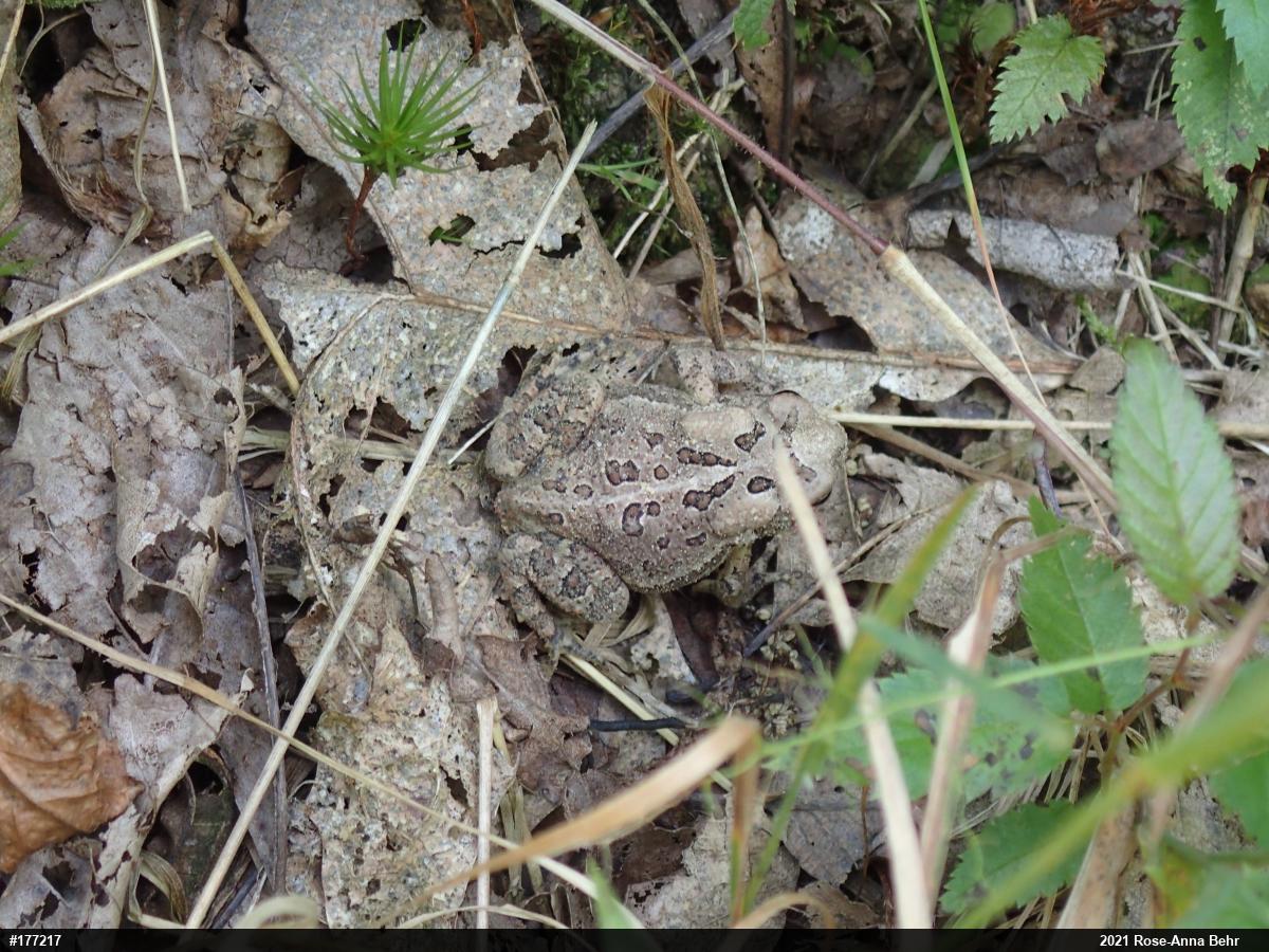 Eastern American Toad