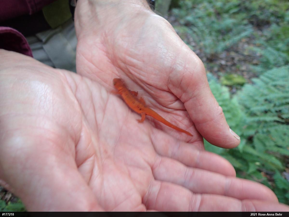 Red-spotted Newt