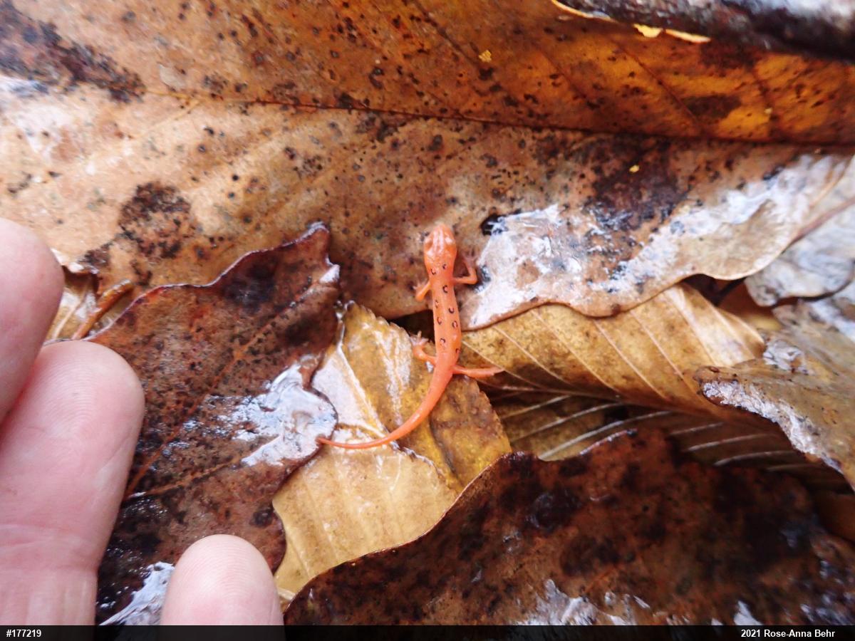 Red-spotted Newt