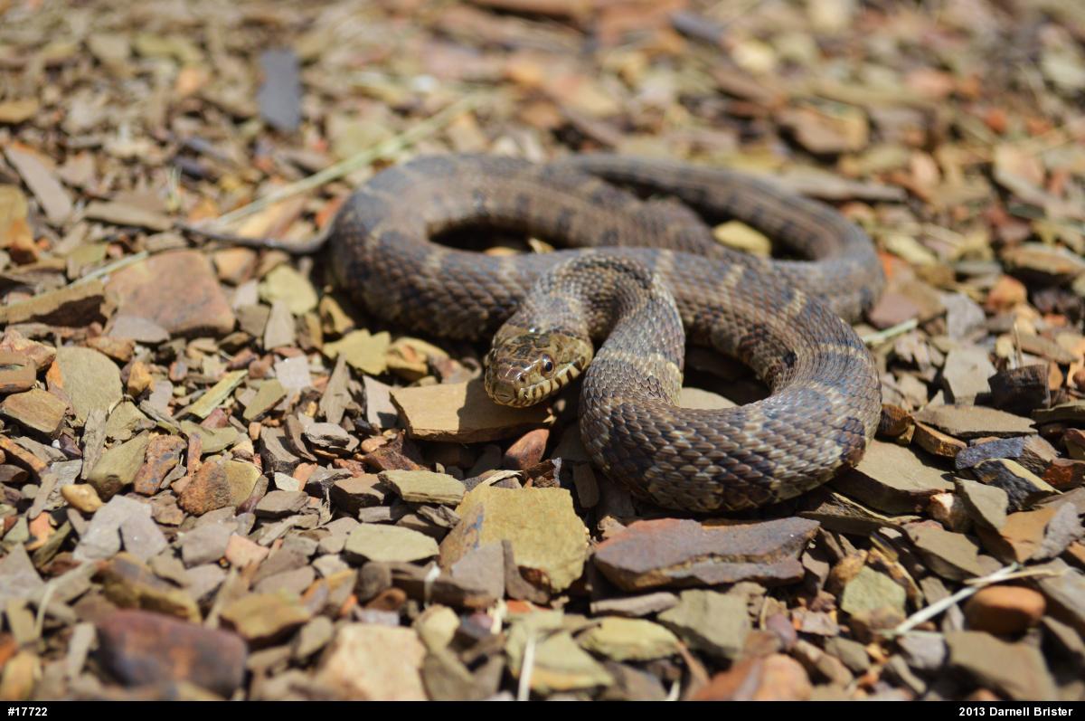 Northern Watersnake