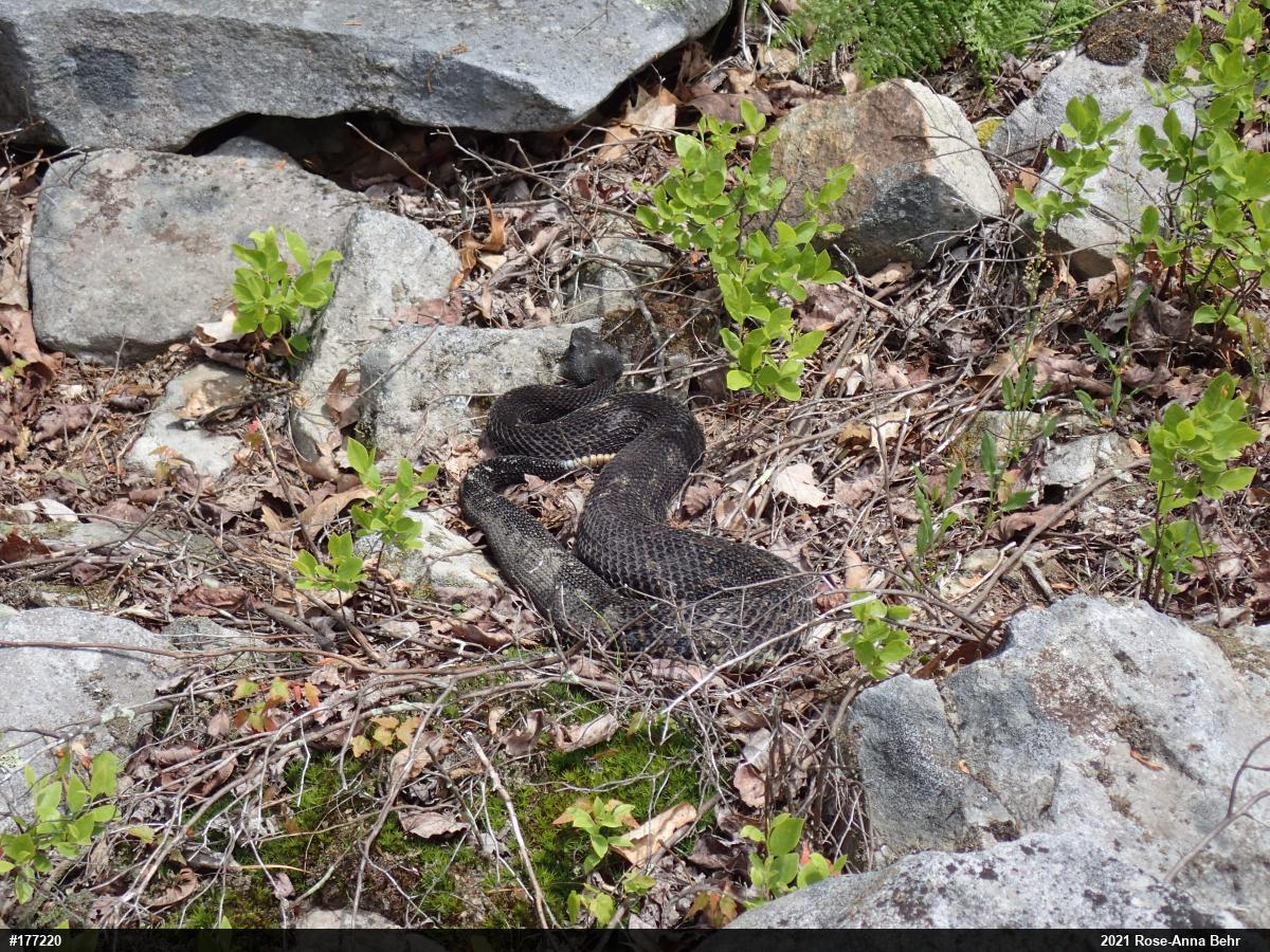 Timber Rattlesnake