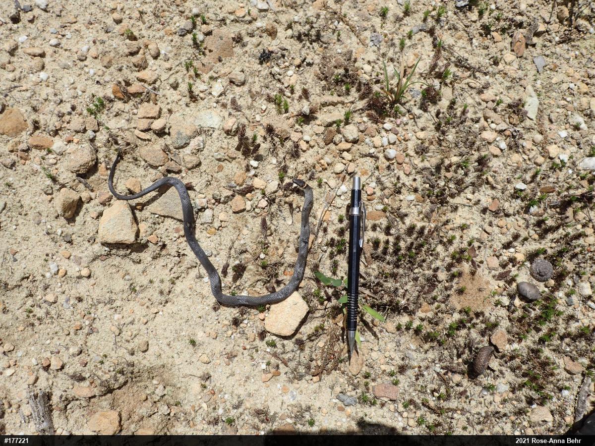 Northern Ring-necked Snake