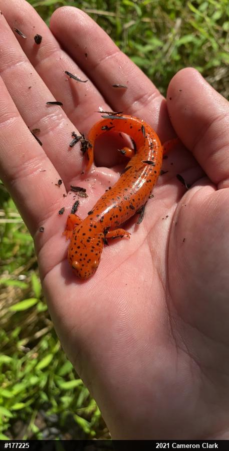 Northern Red Salamander