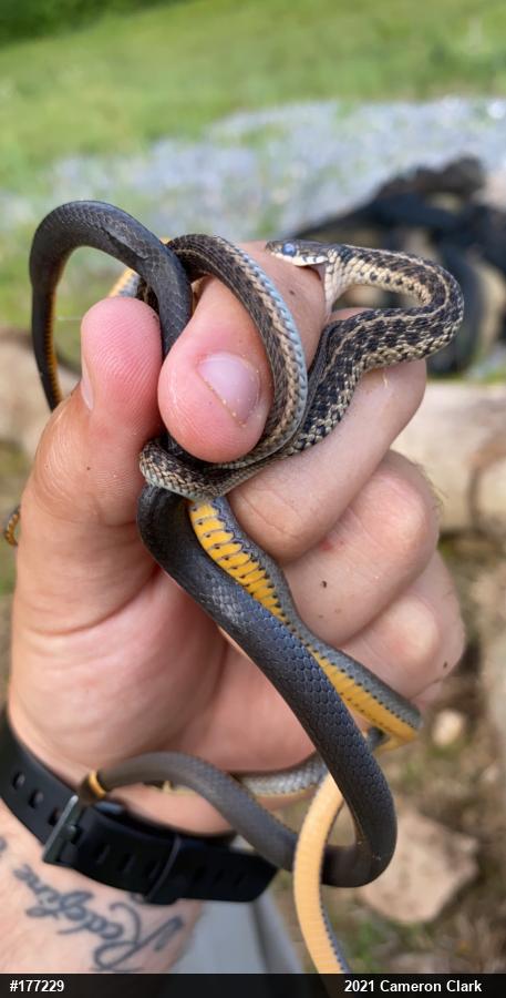 Northern Ring-necked Snake