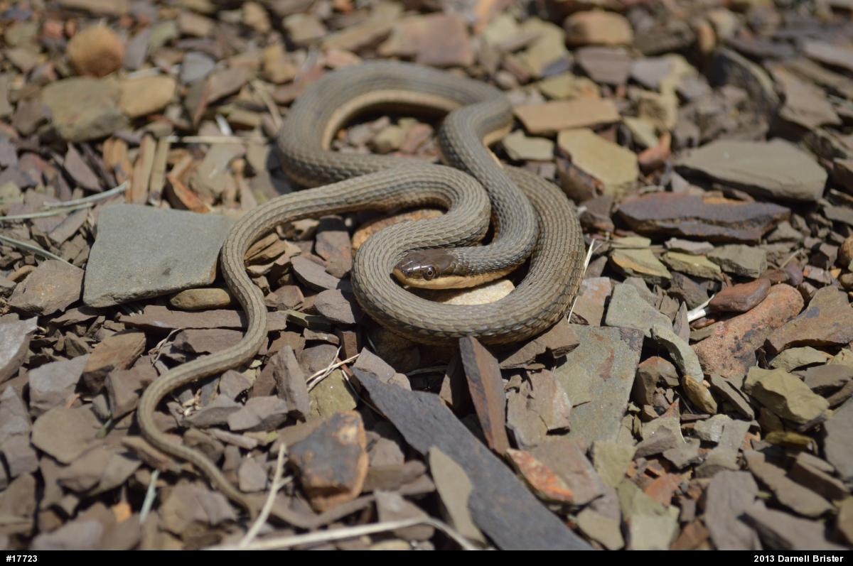 Queensnake