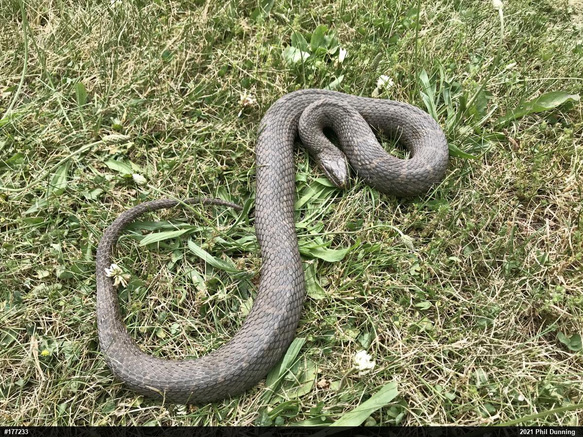 Northern Watersnake