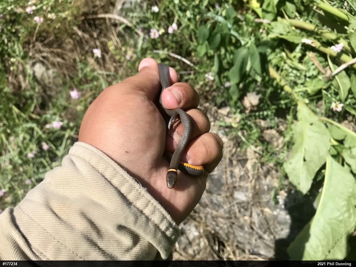 Northern Ring-necked Snake