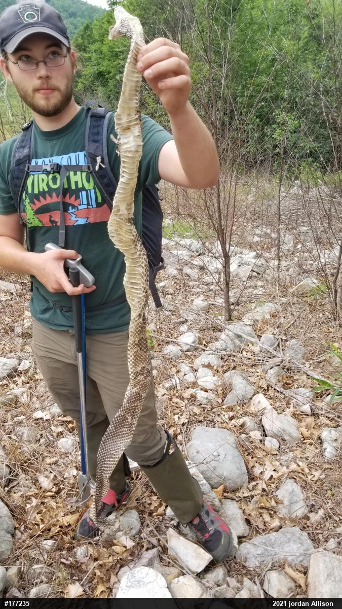 Timber Rattlesnake