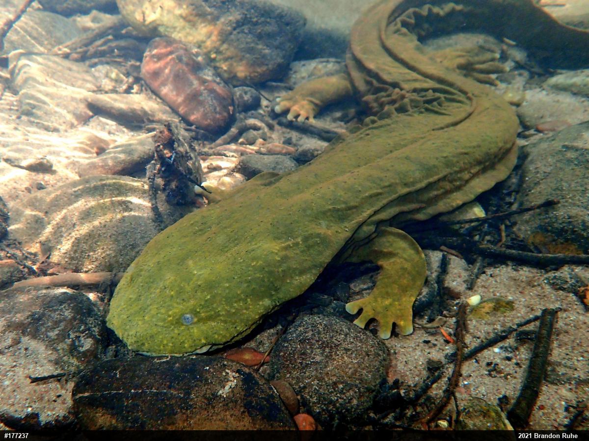 Eastern Hellbender