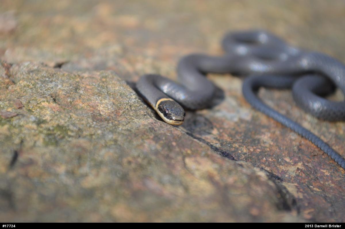 Northern Ring-necked Snake