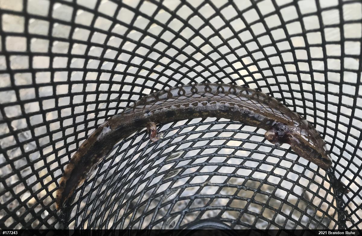 Common Mudpuppy
